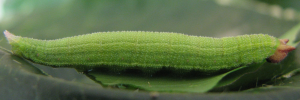 Larvae